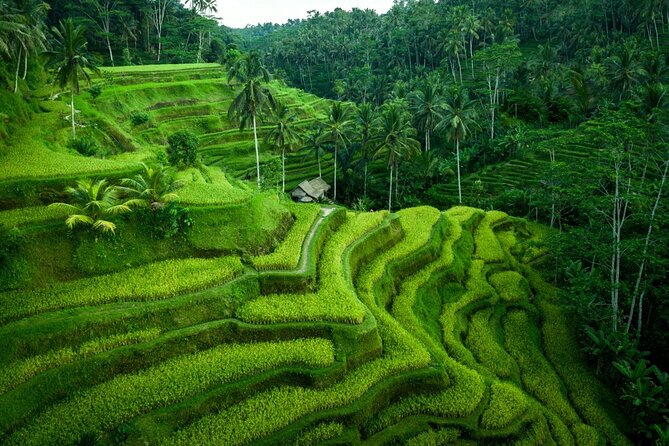 Central Bali Tour: Ubud Village, Kintamani Volcano, and Waterfall - Tour Schedule and Itinerary