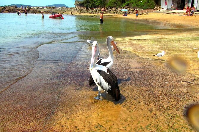 Central Coast Private Day Tour Beaches, Bays and Wildlife & Reptile Park Entry - Review Insights