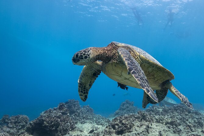 Certified Diver: 2-Tank Shallow Reef Dives off Oahu - Sum Up