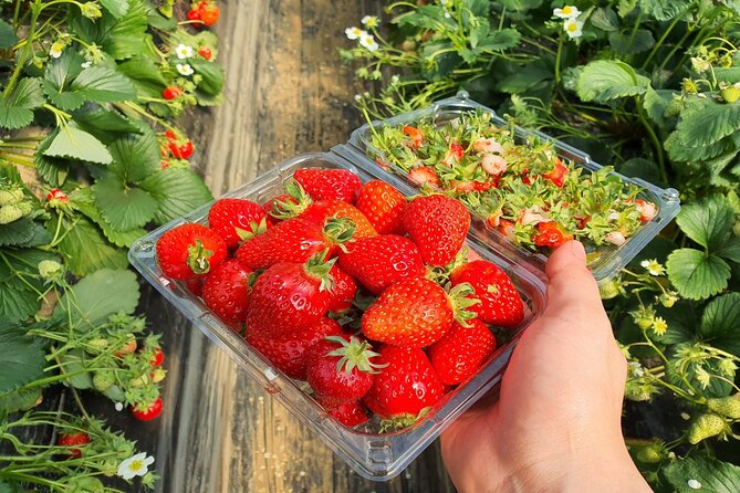 Cheongyang Alps Village and Strawberry Picking Tour in Seoul - Sum Up