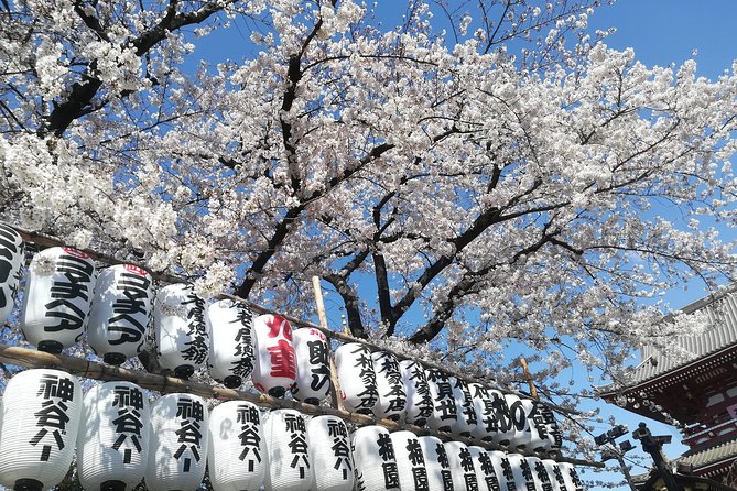 Cherry Blossom Highlights, Asakusa, Ueno, Yanaka - Exploring Asakusas Temples