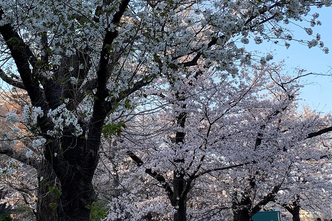 Cherry Blossom Tour in Tokyo - Customer Experience