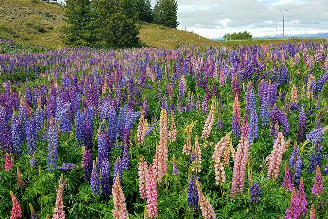 Christchurch to Queenstown via Mount Cook & Tekapo (Private Tour) - Important Details