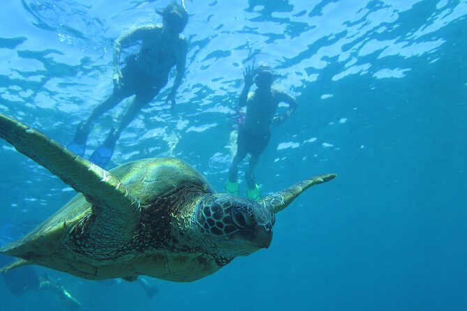 Clear Kayak and Snorkel Tour at Turtle Town, Makena - Tour Highlights and Host Responses
