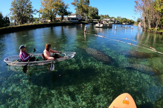 Clear Kayak Manatee Ecotour of Crystal River - Expectations