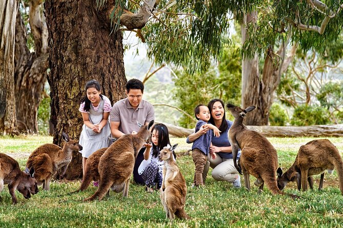 Cleland Wildlife Park Experience - From Adelaide Including Mt Lofty Summit - Customer Feedback and Satisfaction