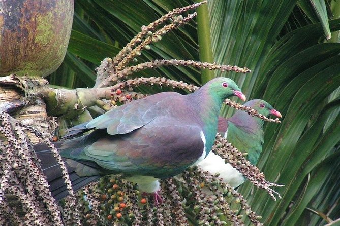 Coast and Rainforest Eco-Tour From Auckland With Lunch - Customer Reviews