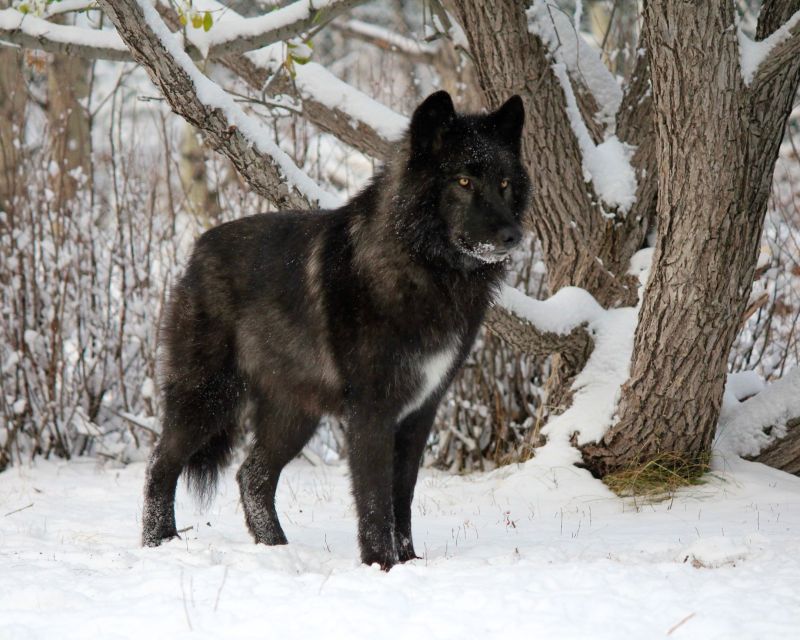 Cochrane: Yamnuska Wolfdog Sanctuary Tour - Review Summary