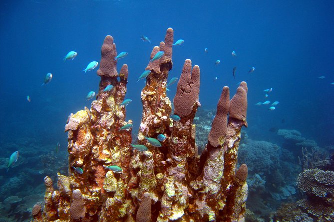 Coral Bay 3-Hour Turtle Ecotour - Key Points