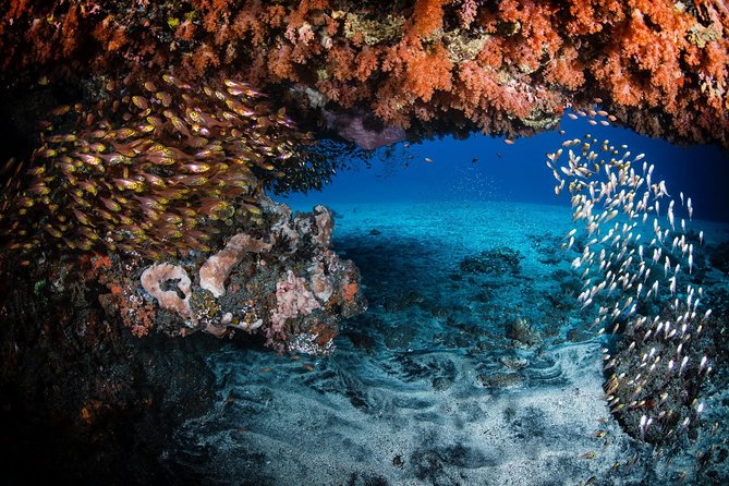 Coral Garden and Liberty Shipwreck Beginner Scuba Diving Tour  - Tulamben - Booking Confirmation and Requirements