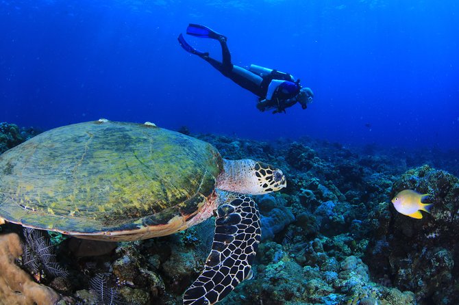 Coral Garden and Liberty Shipwreck Intro to Scuba Diving  - Ubud - Pricing, Terms, and Booking Details