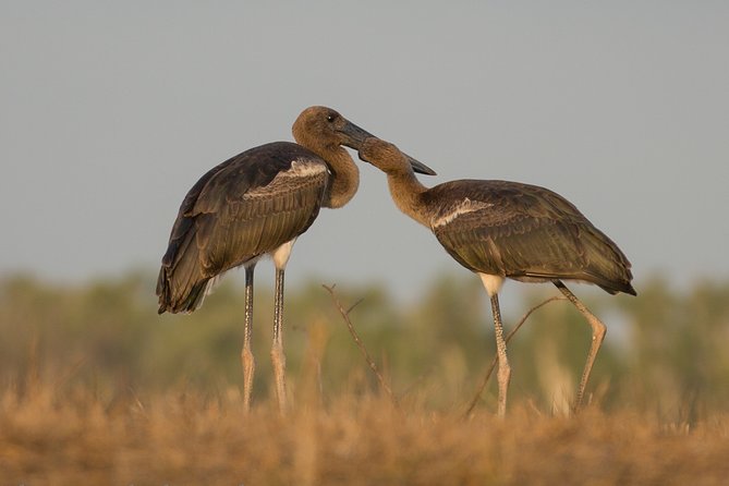 Corroboree Billabong Wetland Cruises - 1.5 Hour Morning Cruise - Pricing Information