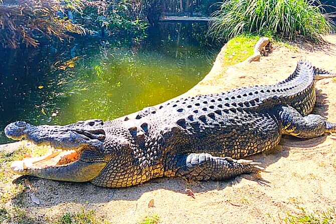 Croc and Wildlife Park Tour With Transfers From Cairns  - Cairns & the Tropical North - Directions and Tips