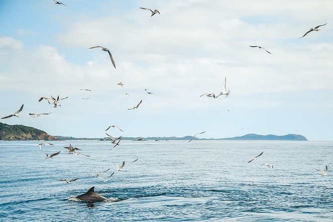 Cruise With Dolphins in Byron Bay - Tips for a Memorable Experience