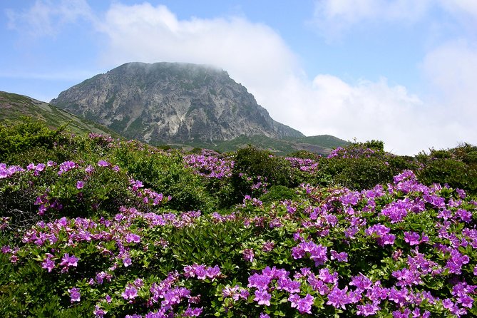 Customized Private JEJU Hiking Tour for 7 Days (Mt. Hallasan and Olle Course) - Cancellation Policy