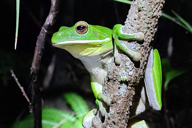 Daintree Rainforest Night Walk in Cape Tribulation - Booking and Support