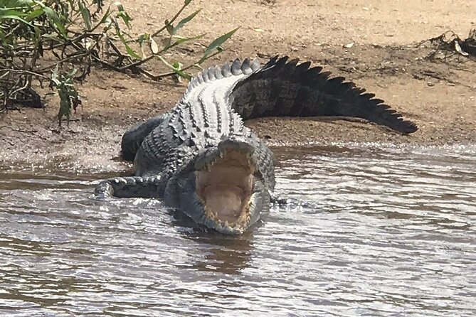 Daintree River Cruise - Common questions