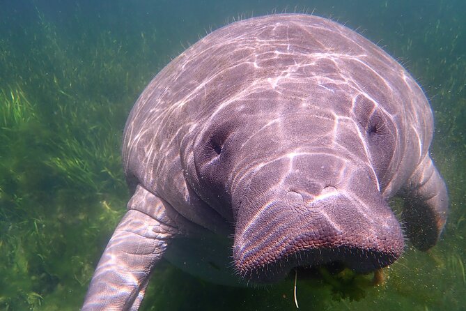 Deluxe Manatee Swim Tour - Additional Information and Terms