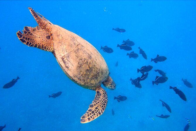 Diamond Head Sailing and Turtle Snorkeling Tour in Waikiki - Additional Details
