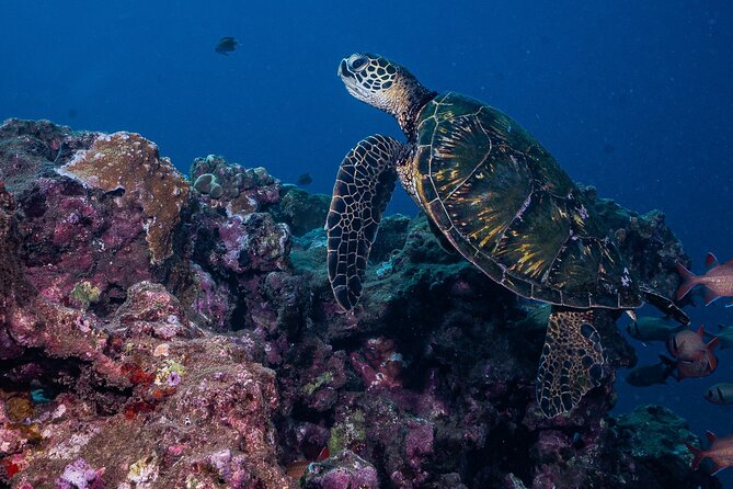 Discover Scuba Diving Class - Lahaina - Sum Up