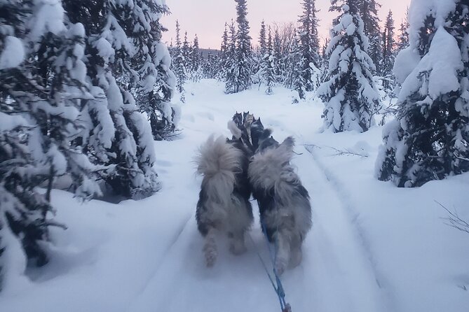 Dog Sled Adventure - Memorable Experience