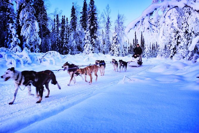 Dog Sledding and Mushing Experience in North Pole - Traveler Reviews