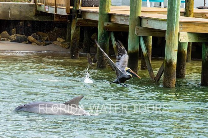 Dolphin and Wildlife Adventure of St. Augustine - Common questions