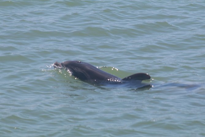 Dolphin Tour on a Private Boat - Meeting and Pickup Details