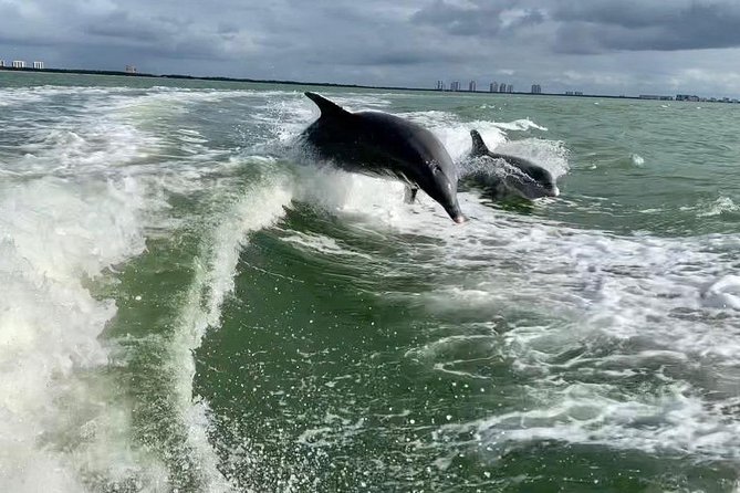 Dolphin Tours - Fort Myers Beach / Naples - Meeting Point