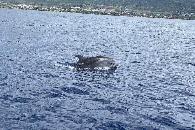 Dolphin Watch & Snorkel Captain Cook Monument Big Island Kailua-Kona Hawaii - Captain Kais Expertise