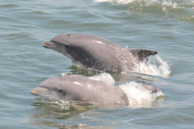 Dolphin Watching Around Cape May - Common questions