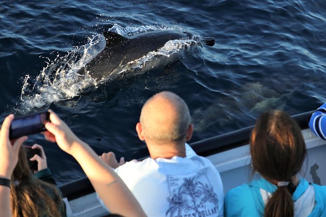 Dolphin & Whale Watching Sunset Cruise - Inclusions and Amenities Offered