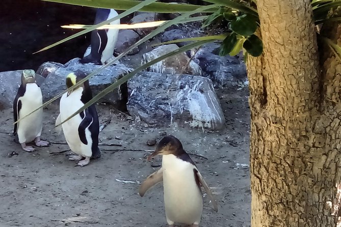 Dunedin City Highlights, Otago Peninsula Scenery & a Guided Penguin Reserve Tour - Wildlife Conservation Efforts