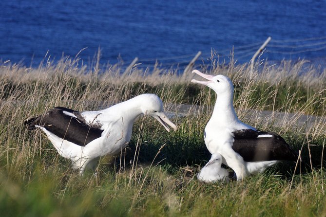 Dunedin City Highlights, Otago Peninsula Scenery & Albatross Guided Tour - Highlights of Dunedin City