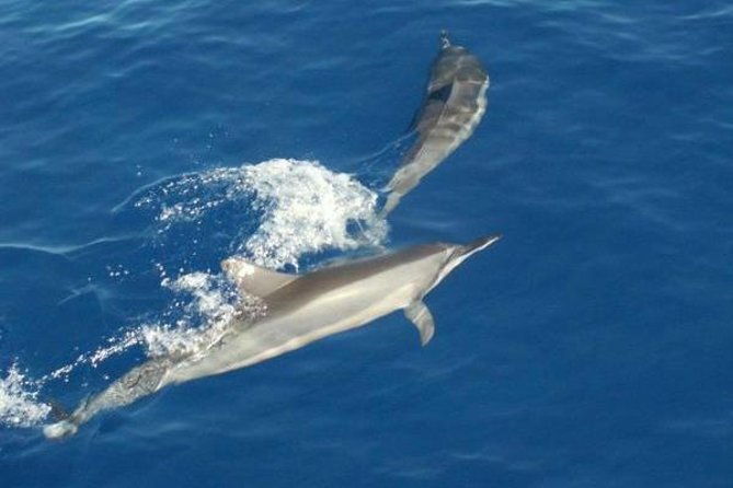 Eco and Dolphin Watch Tour of South Padre Island - Additional Information