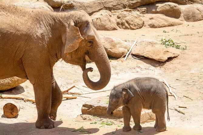 Elephant Experience at Melbourne Zoo - Inclusions in the Experience