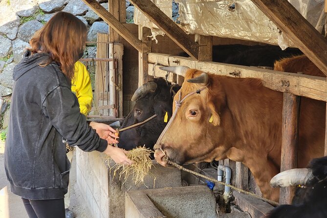 Enjoy a Walk, Lunch, and Tea Time at the 2000 Years Old Teno Farm Village. - Participant Requirements and Restrictions