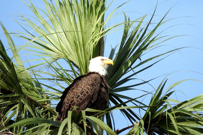 Everglades Day Safari From Ft Lauderdale - Wildlife Encounters