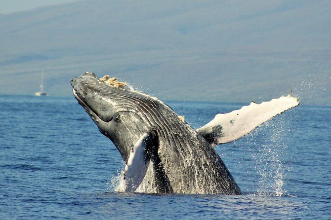 Eye-Level Whale Watching Eco-Raft Tour From Lahaina, Maui - Feedback and Whale Interaction