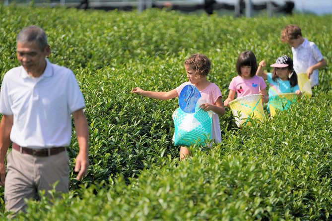 Family Picnic in a Tea Field - Exploring the Tea Field