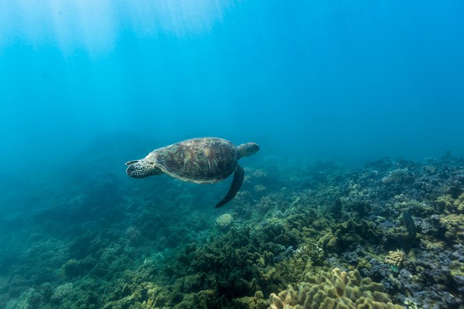 Fitzroy Island Day Tour From Cairns - Additional Information