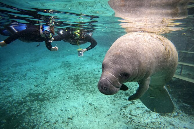 Florida Manatees, Nature Park, and Airboat Tour From Orlando - Visitor Experience and Highlights