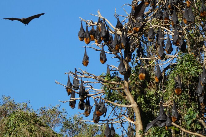 Flying Fox Experience, Thousands of Australias Largest Bat - Traveler Reviews and Testimonials