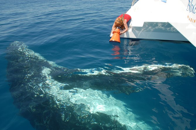 Fraser Island Whale Watch Encounter - Customer Reviews and Pricing