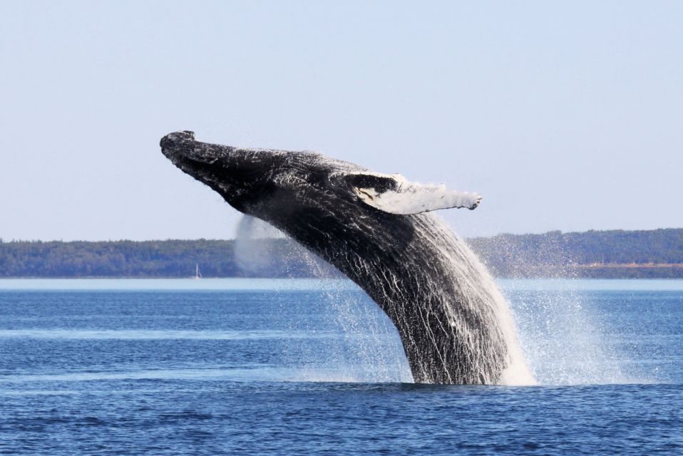 From Quebec City: Whale Watching Excursion Full-Day Trip - Trip Duration and Live Guides