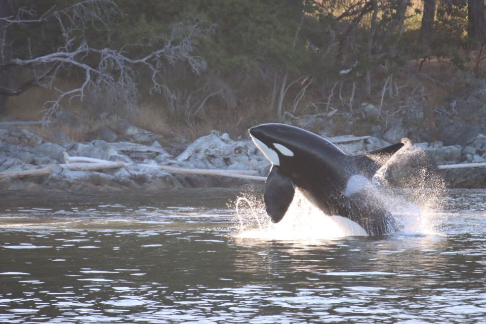 From Vancouver: Whale Watching and Victoria Trip by Seaplane - Additional Information