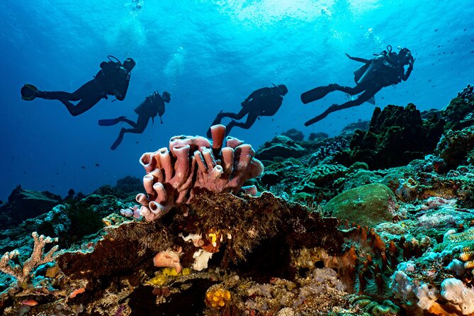 Full-Day Discover Scuba Diving Tour for Beginners in Tulamben - Participant Eligibility