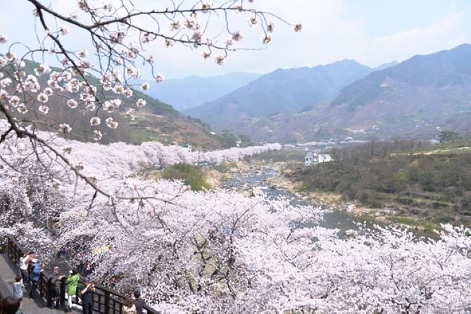 Full-Day Hadong, Gwangyang, Cherry Blossom, Green Tea Fields Private Tour - Reviews, Ratings, and Traveler Photos