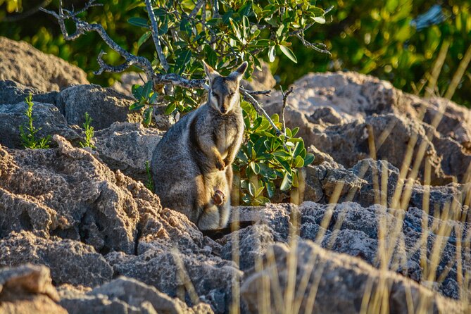 Full-Day Hiking and Snorkeling Tour, Ningaloo and Cape Range  - Exmouth - Traveler Reviews