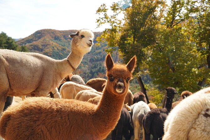 Full-Day Legoland and Alpaca World Guided Tour From Seoul - Local Guide Insights